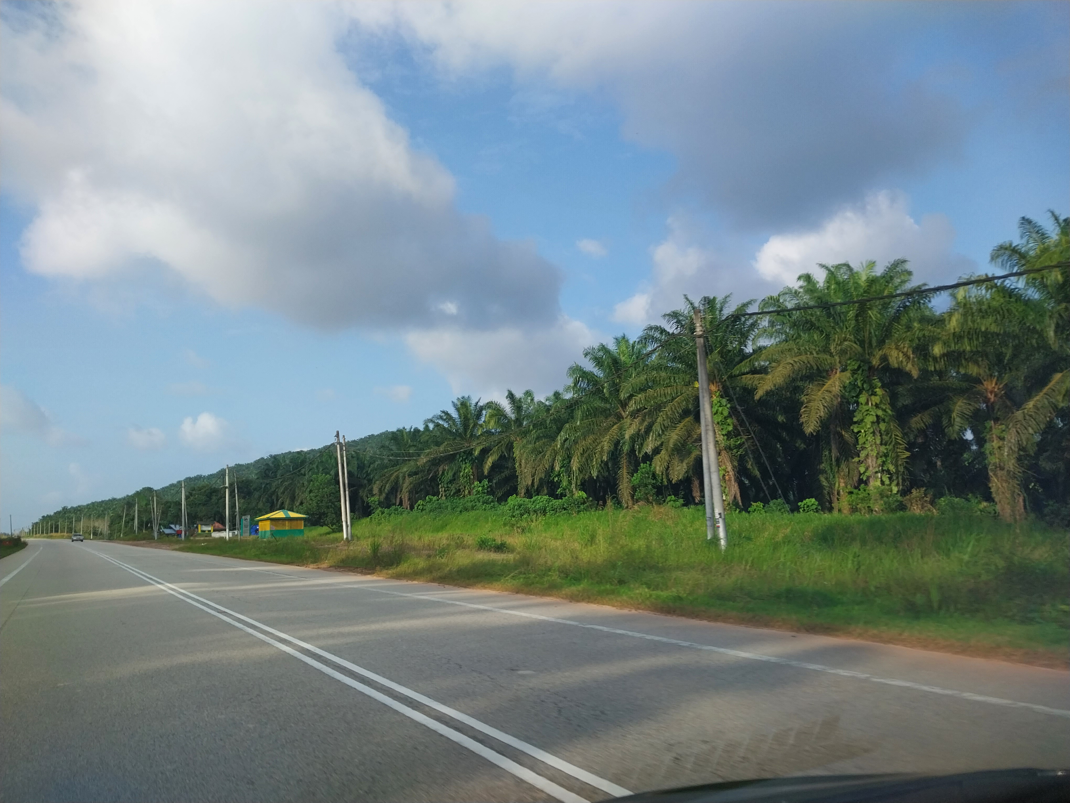 彭亨州 Paloh Hinai 的油棕种植园。FELDA 垦殖区和政府投资机构在七十年代大力扩展油棕产业——这片整齐延伸的种植园,正是新经济政策通过国家机构「代表土著买下」商业资产时,最具体的经济载体之一。